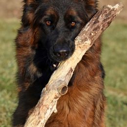 Felicia - German Shepherd