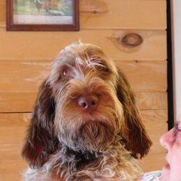 Phoebe - Spinone Italiano