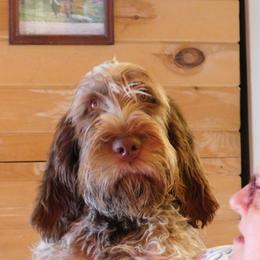 Phoebe - Spinone Italiano