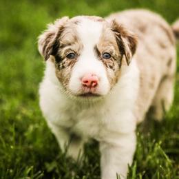 Border Collie Puppies from RockIt Border Collies