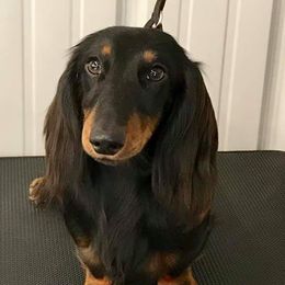 Dachshund All Grown Up from OzO Dachshunds
