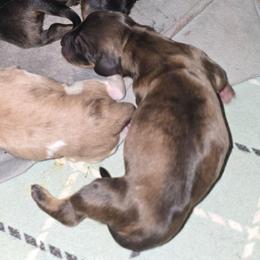 Shaded cream or red - Cream male Dachshund puppy in Port Charlotte, Florida from Vicki's Dachshund Crossing