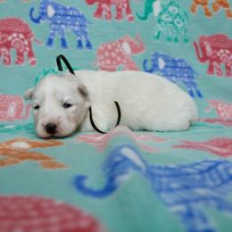 Ivan - White male Siberian Husky puppy in Lunenburg, Vermont from SNOW WOOLY HUSKY
