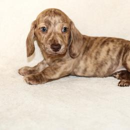 Ryker 3000 - Cream male Dachshund puppy in Coldwater, Mississippi from Mississippi Shorties Miniature Dachshunds