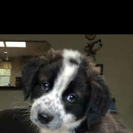 English Shepherd Puppies from LiquidMoon English Shepherds