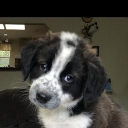 English Shepherd Puppies from LiquidMoon English Shepherds