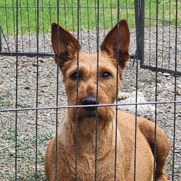 Irish Terriers from Jackman's Puppies
