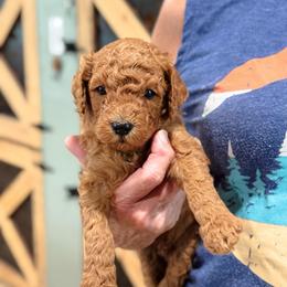 Hank - Red  male Goldendoodle puppy in Wharton, Texas from Little Fur Friends
