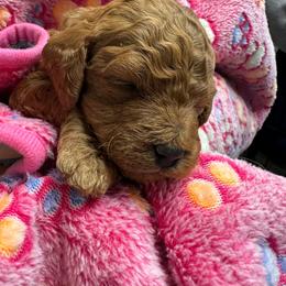 Marie - Red  female Goldendoodle puppy in Conklin, Michigan from Lake Michigan Couture Cavapoos & Cockapoos