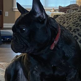 French Bulldogs from Solace French Bulldogs