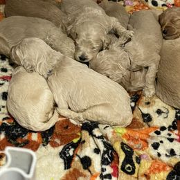 Bernedoodle and Goldendoodle Puppies from Lyon and Luna Goldendoodles Bernedoodles