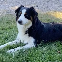Rocky - Australian Shepherd