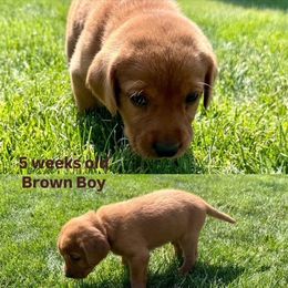 Labrador Retriever Puppies from McEnpoint Red Labs