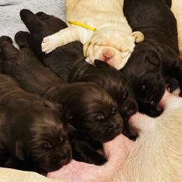 Thurston - Chocolate male Labrador Retriever puppy in Penn Valley, California from High Quality Labrador Retrievers and French Bulldogs