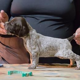 Vandal- Teal girl - Liver and white female German Shorthaired Pointer puppy in Kenai, Alaska from LakeHaus Kennels