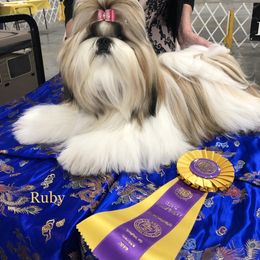Ruby - Shih Tzu
