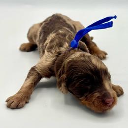 Truffle - Merle male Bernedoodle puppy in Mount Pleasant, Tennessee from Doodle My Heart