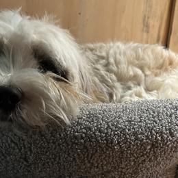 Goldendoodles and Tibetan Terriers from Dood Ranch Doodles & Kildare Tibetan Terriers