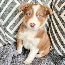 Penelope ASCA AKC - Red tri-color female Australian Shepherd puppy in Blomkest, Minnesota from Meljestic Farms