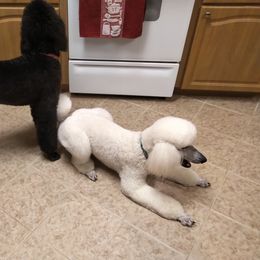 Poodle Puppies from Magnificent Standards