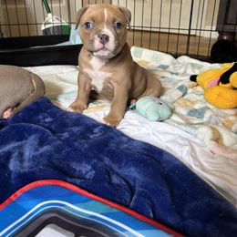 American Bully Puppies from East bound and Down Bully’s