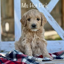 Ms Hot Pink - Apricot female Goldendoodle puppy in South Jordan, Utah from JD Goldendoodles