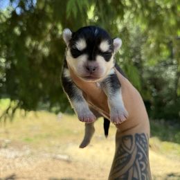 Gizmo - Black and white male Pomsky puppy in Coos Bay, Oregon from Ocean View Pomskies