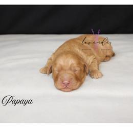 Papaya - Red  male Goldendoodle puppy in Mancelona, Michigan from Lavender poodles & doodles