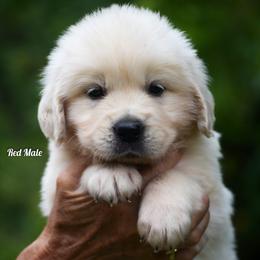 Pretzel - Light golden male Golden Retriever puppy in Hagerstown, Maryland from Pinewood Acres Goldens