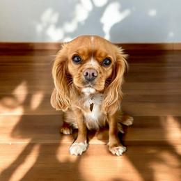 Queenie - Cavalier King Charles Spaniel