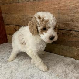 Cosmo - Cream male Goldendoodle puppy in Haddam, Kansas from Golden B Acres