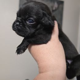 Black Girl 3 - Black female Pug puppy in Olin, North Carolina from Piggy Pugs
