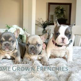 French Bulldogs from Beason’s HomeGrown Frenchies