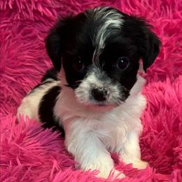 Janis - Black & tan tri-color female Morkie puppy in Dighton, Massachusetts from Massachusetts Morkies