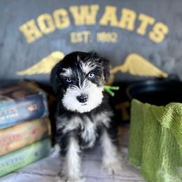 Miniature Schnauzer Puppies from Schnauzers on Robinson Lane