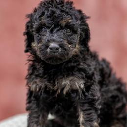 Ms. Perumal - Phantom female Poodle puppy in Grimsley, Tennessee from Above Standard Poodles