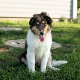 Bruno - Black white and tan Collie puppy in Argyle, Iowa from Redside Rough Collies