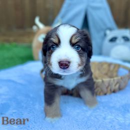 Australian Shepherd and Miniature Australian Shepherd Puppies from Integrity Aussies Tx