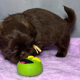 Girl 2 - Chocolate female Shih Tzu puppy in Ocala, Florida from Mimi's Shih-tzus of Ocala