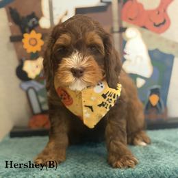 Hershey - Chocolate male Australian Labradoodle puppy in Citrus Heights, California from Elite Blend Labradoodles