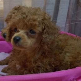 Poodle Puppies from Lowry Toy Poodles