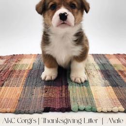 Cranberry - Red male Pembroke Welsh Corgi puppy in Pine Village, Indiana from NL Horsemanship