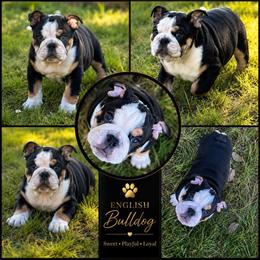 Champion lines, Mr. Mug - Black tri-color male Bulldog puppy in Seattle, Washington from mama Myra bulldogs