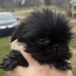 Puperella - Black female Shih Tzu puppy in Hendersonville, Tennessee from Peekaboo Farms