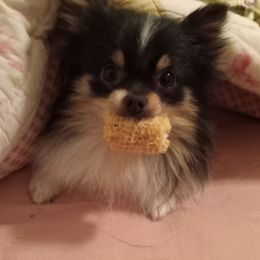 Loki - Pomeranian