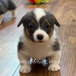 Shelly - Blue female Pembroke Welsh Corgi puppy in White Hall, Maryland from Folly Acres Corgis