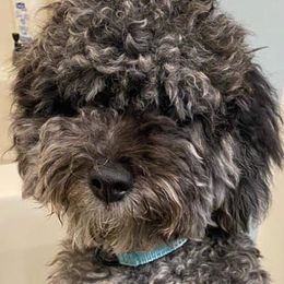 Aussiedoodles from Sister Doodles