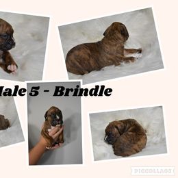 Boxer Puppies from Bowers Boxers
