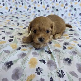 Cavapoo Puppies from Deshea LeBlanc