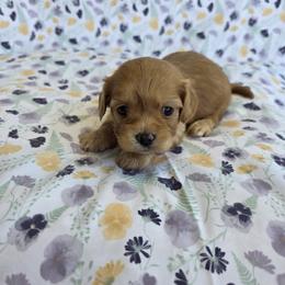 Cavapoo Puppies from Deshea LeBlanc